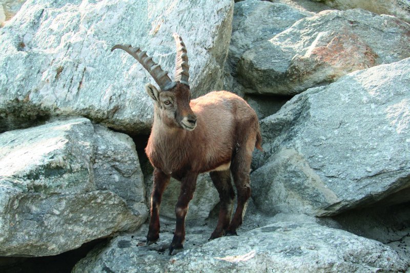 Alpenzoo Innsbruck